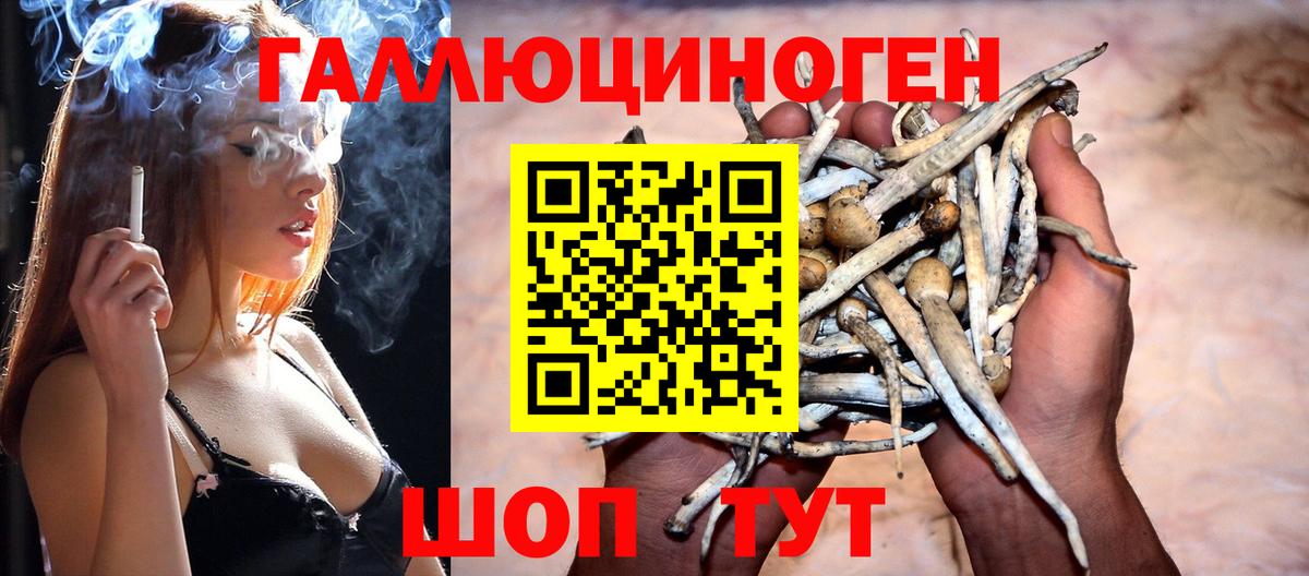 Галлюциногенные грибы Psilocybe  цены наркотик  Сунжа  Вход с VPN  Галлюциногенные грибы Psilocybine cubensis 